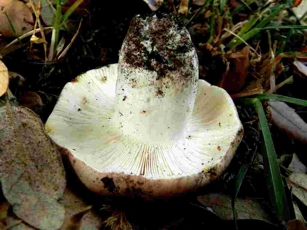 Fungo da determinare